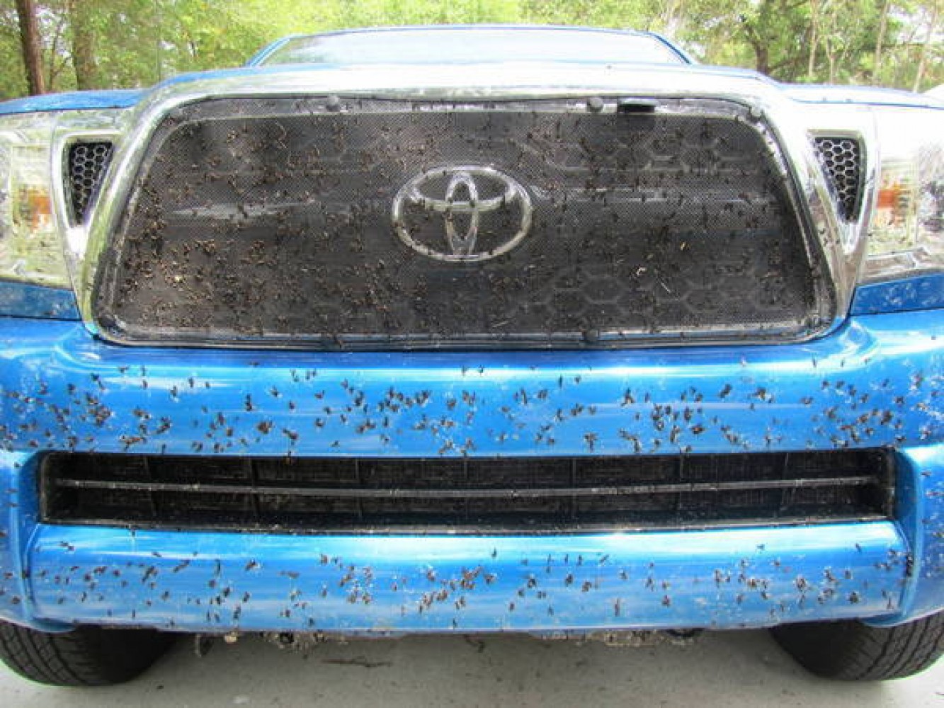 Save Your Paint! Remove Bug Guts Properly.